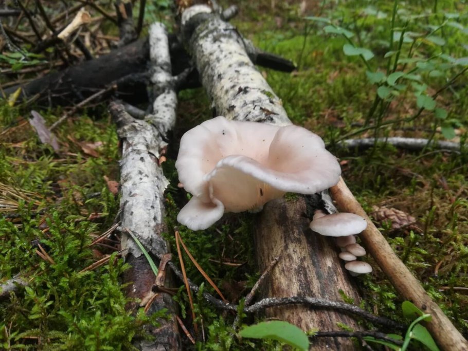 Вешенка обыкновенная