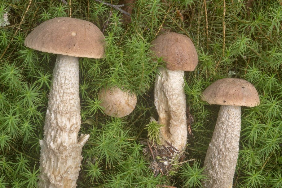 Подберезовик белый болотный