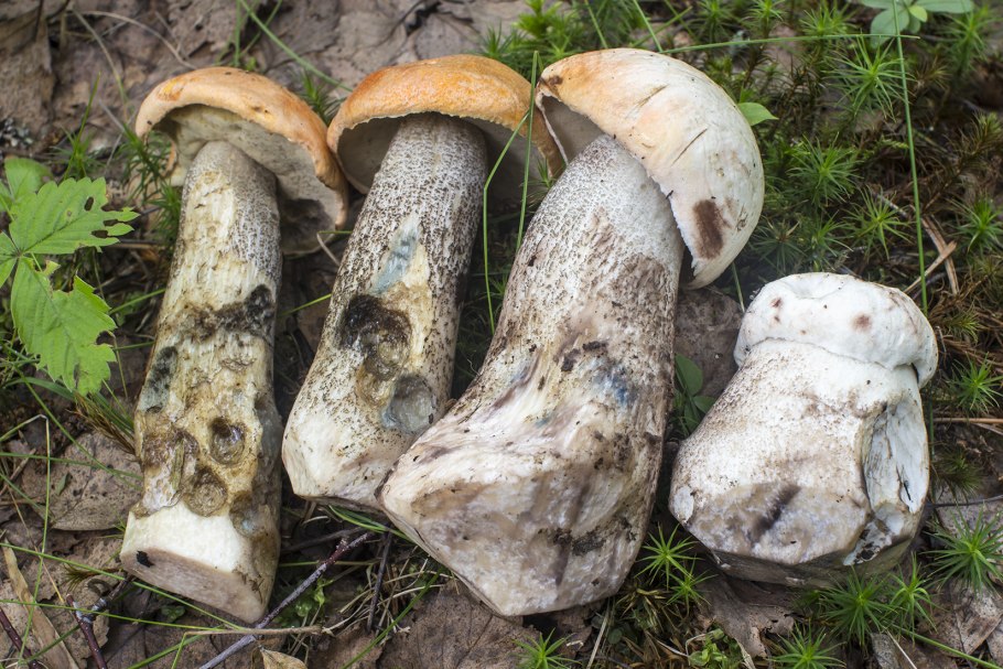 Гриб подосиновик