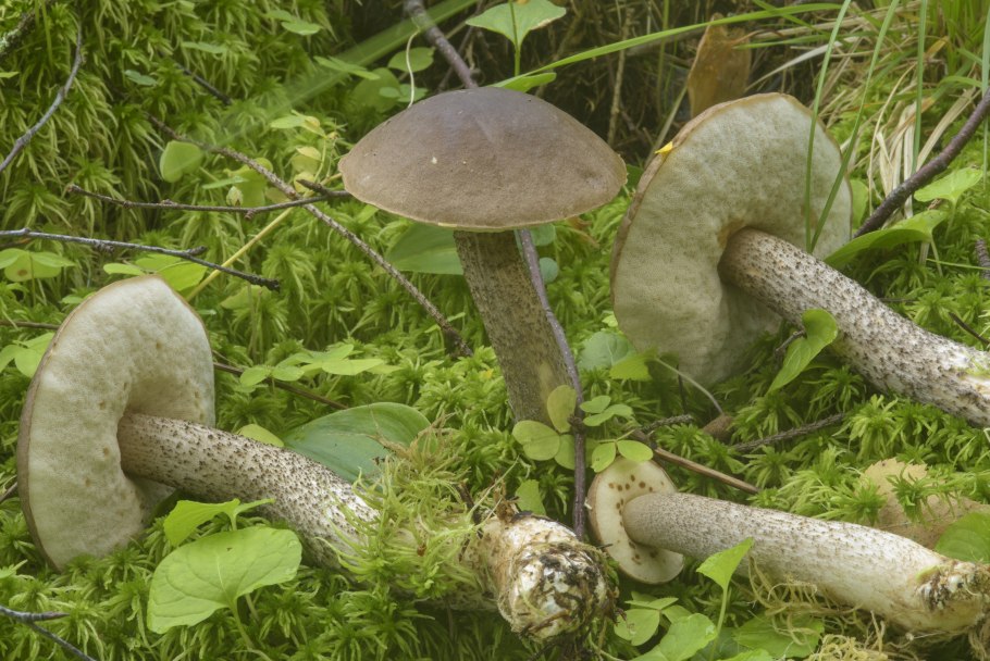 Пластинчатые грибы подберезовик