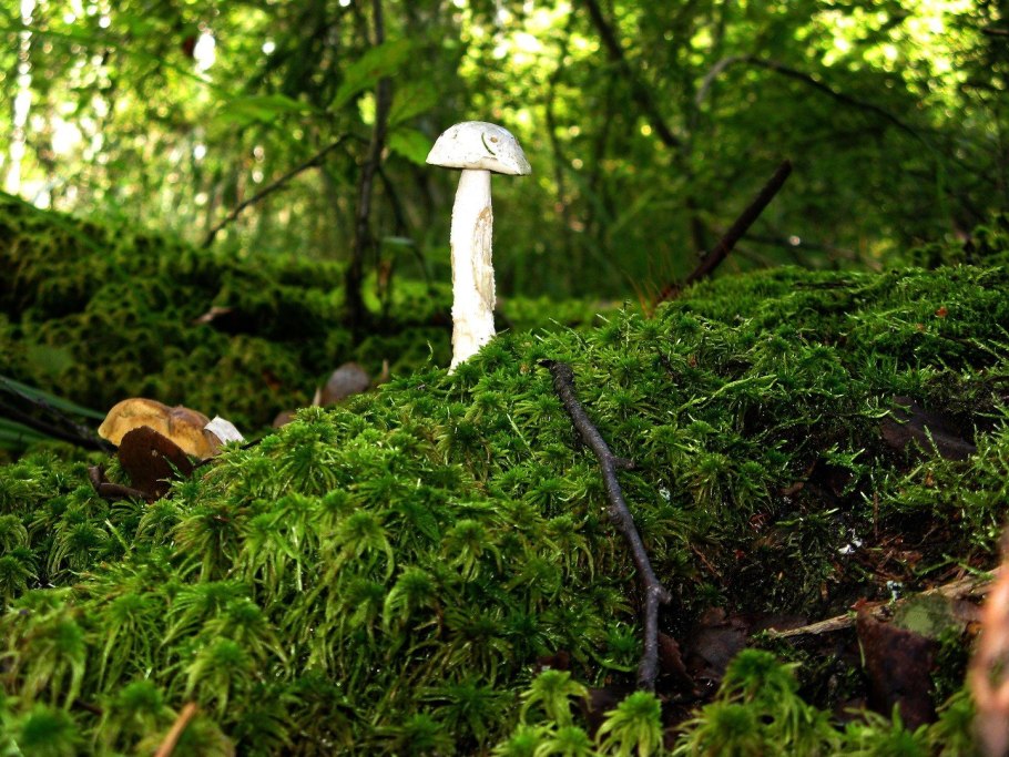 Бледная поганка гриб