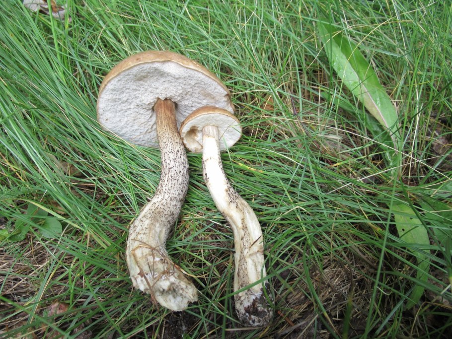 Подберезовик альбинос