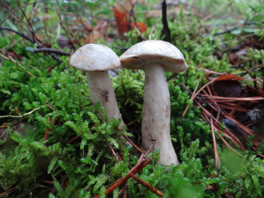 Белый масленок гриб