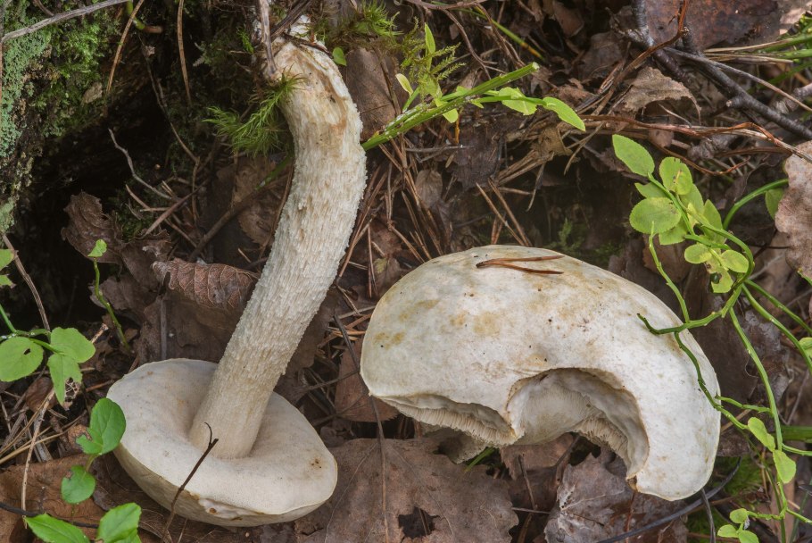 Подберезовик болотный