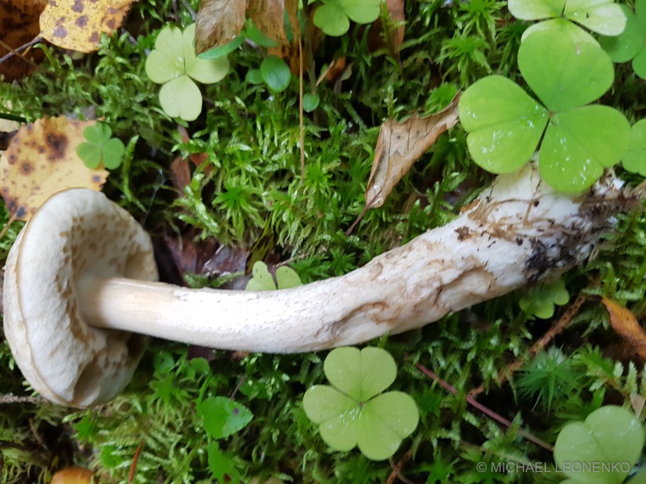 Подберезовик болотный ( léccinum hólopus)