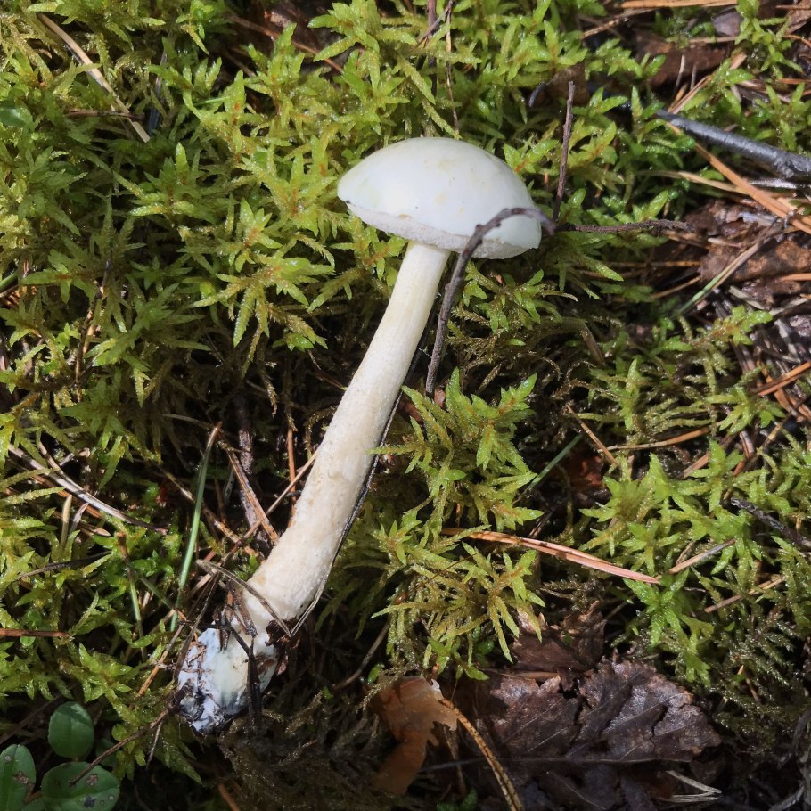 Подберёзовик болотный съедобный