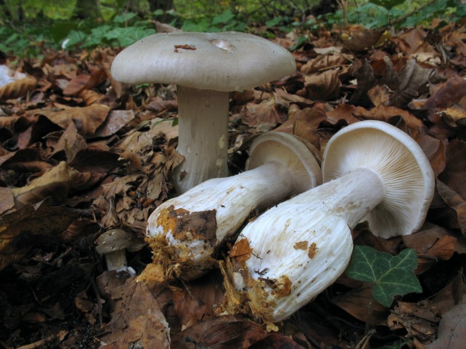 Говорушка дымчатая рядовка дымчатая