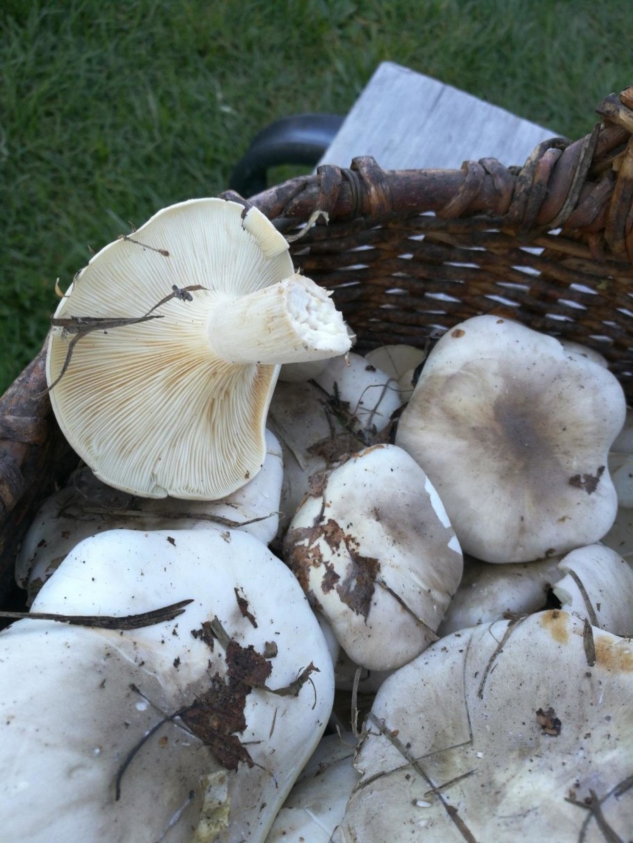 Гриб говорушка дымчатая