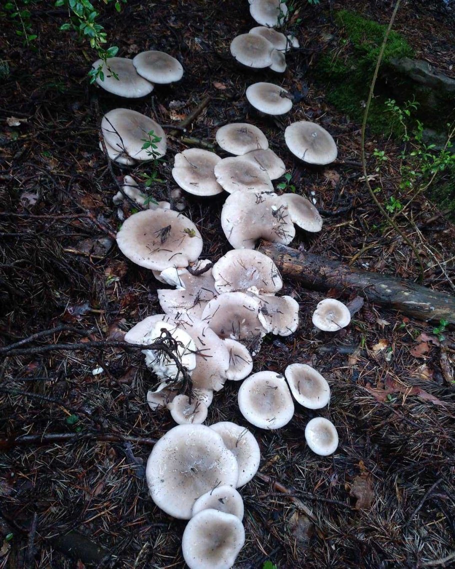 Дымчатая говорушка Clitocybe nebularis