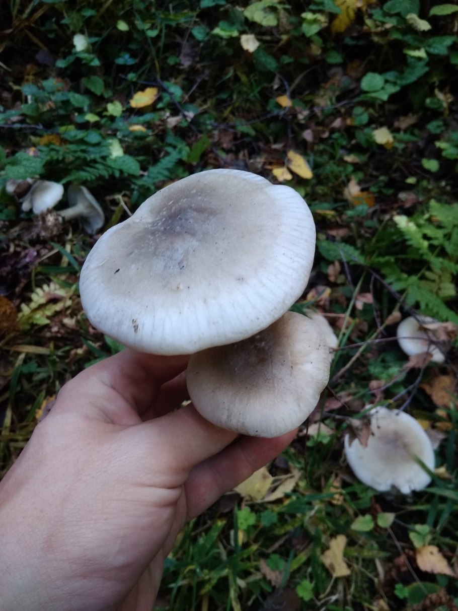 Дымчатая говорушка Clitocybe nebularis