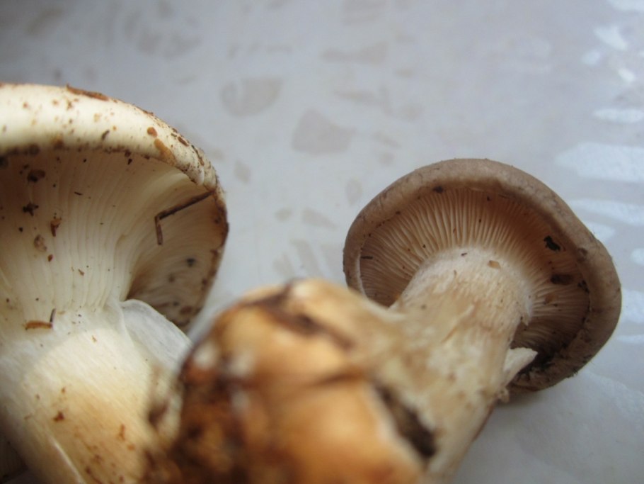 Говорушка дымчатая рядовка дымчатая