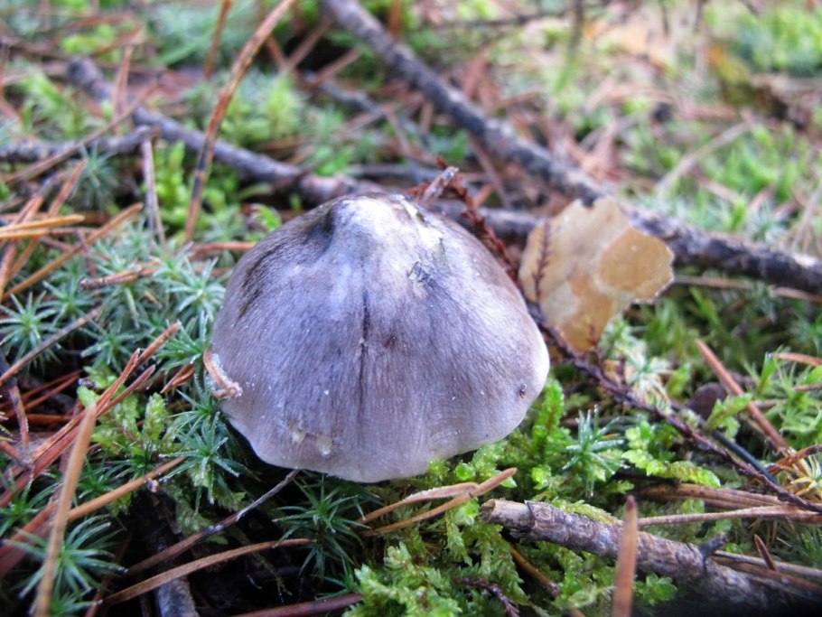 Рядовка серая tricholoma portentosum