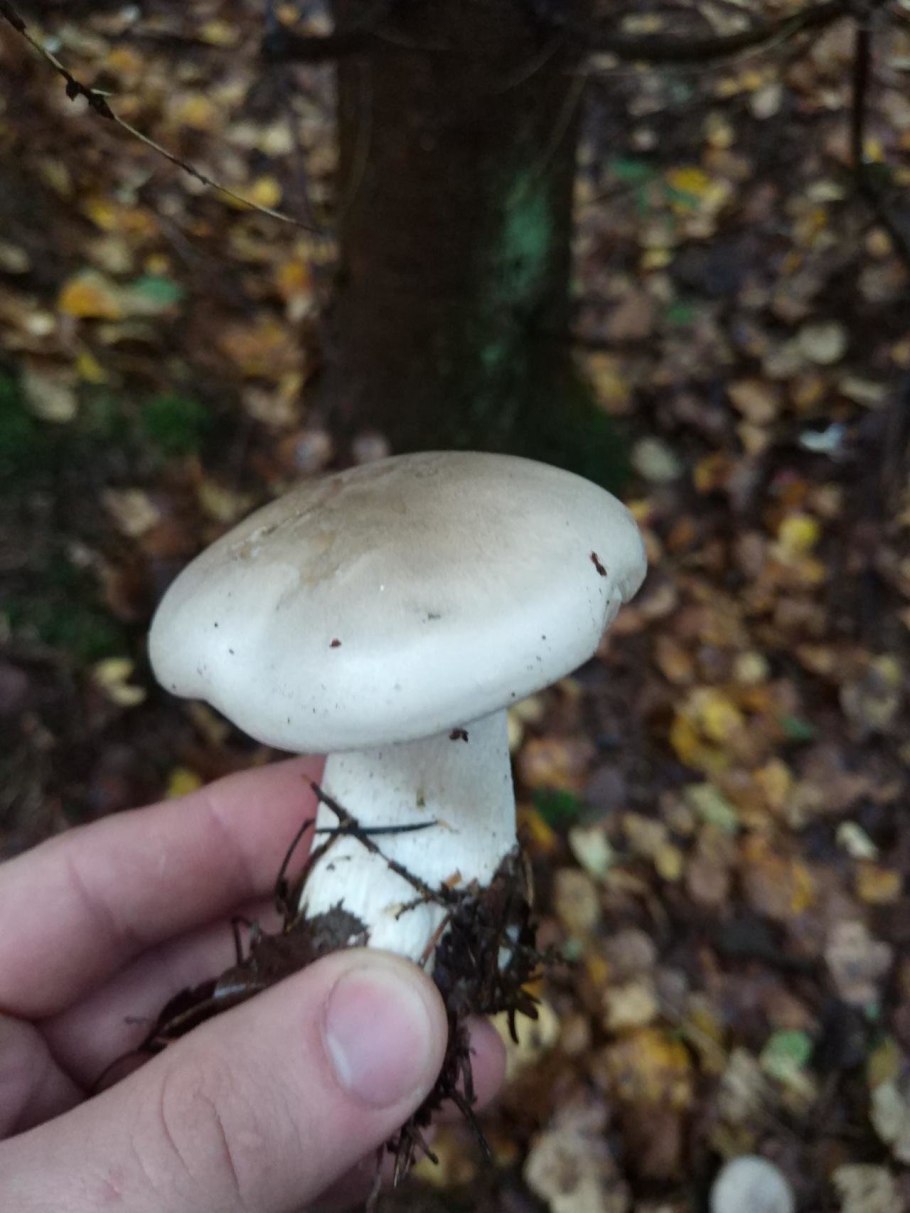 Говорушка дымчатая в ноябре