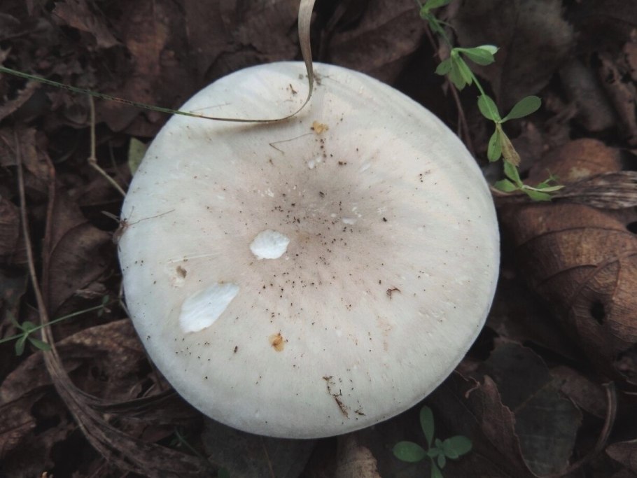 Говорушка дымчатая Ведьмин круг