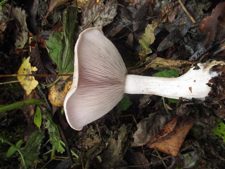 Гриб говорушка дымчатая