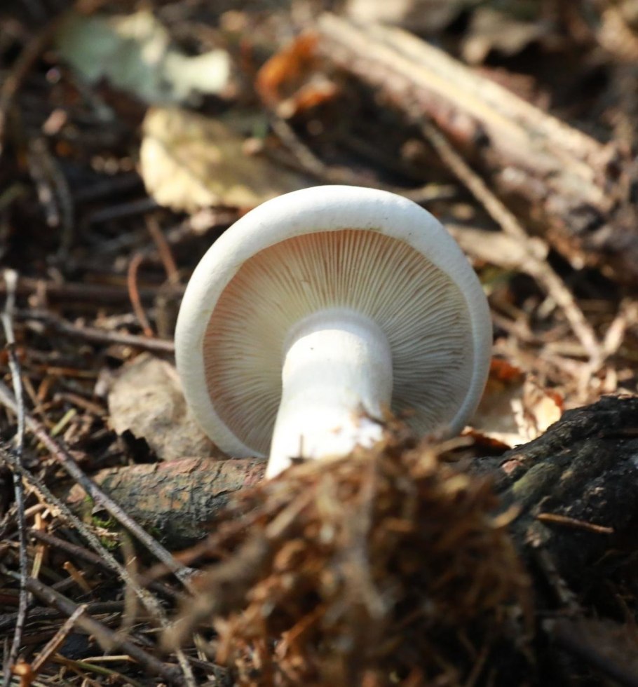 Дымчатая говорушка clitocybe nebularis