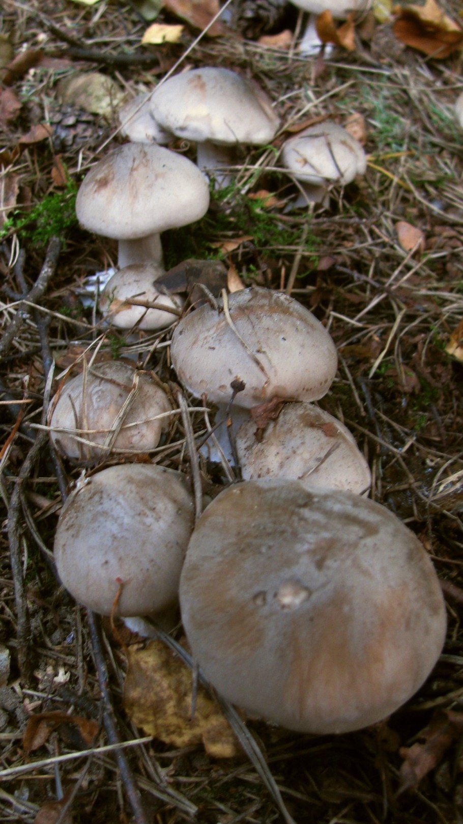 Дымчатая говорушка Clitocybe nebularis