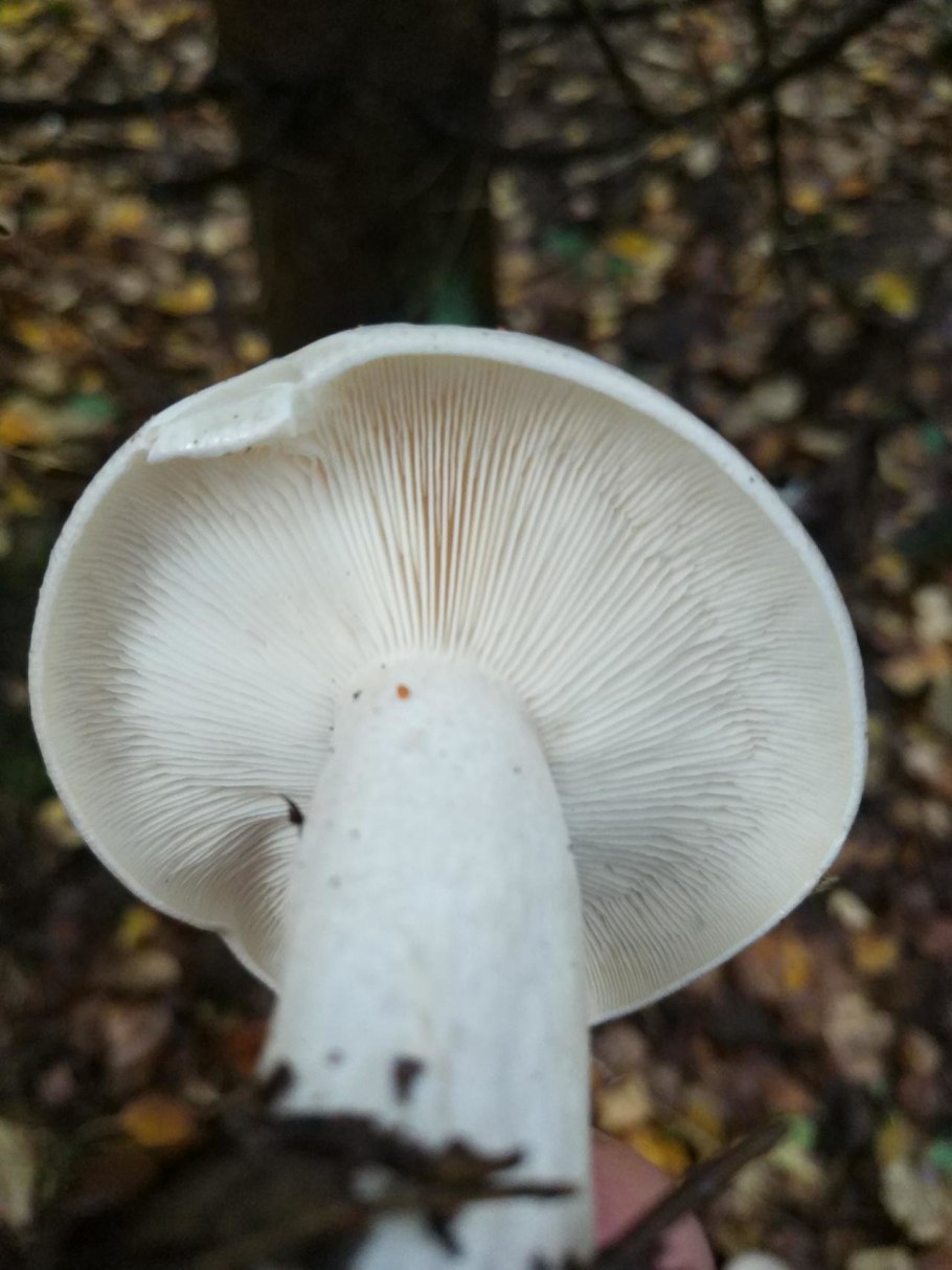 Дымчатая говорушка Clitocybe nebularis