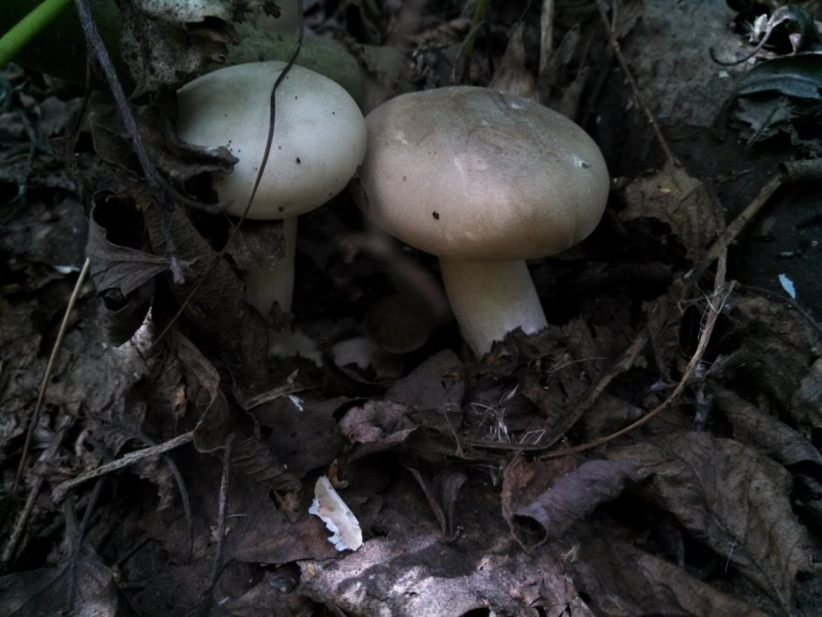 Говорушка буро желтая гриб