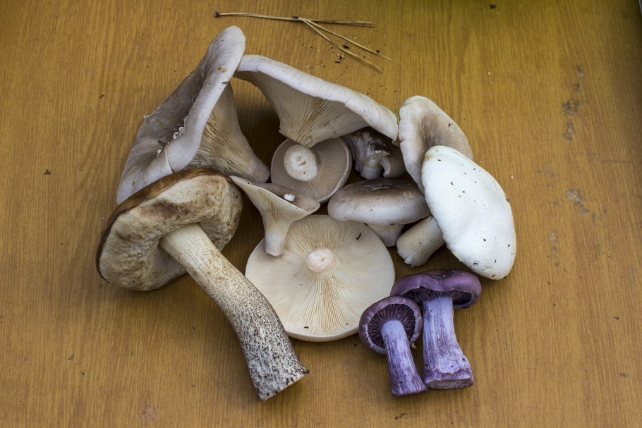 Говорушка рядовка дымчатая