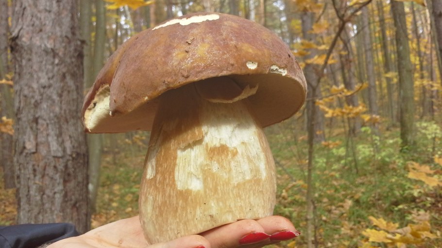 Самый большой белый гриб