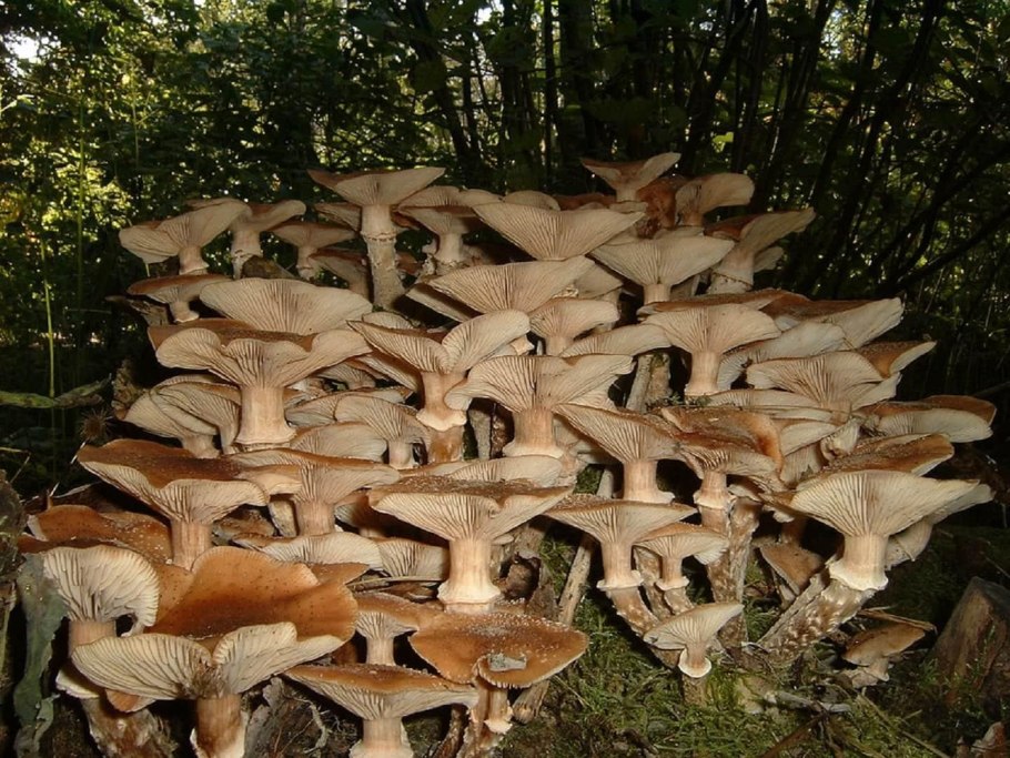Опенок темный Armillaria ostoyae