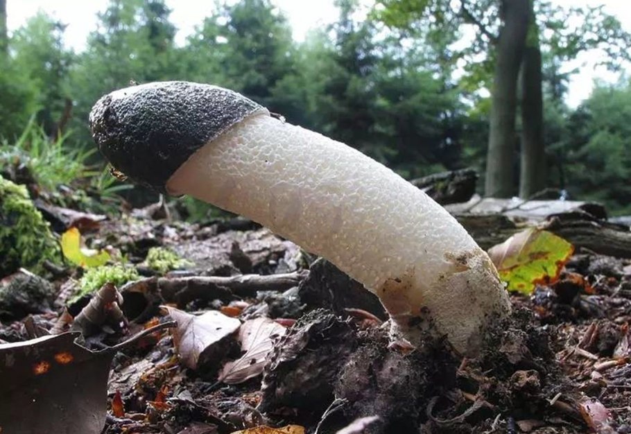 Огромный гриб