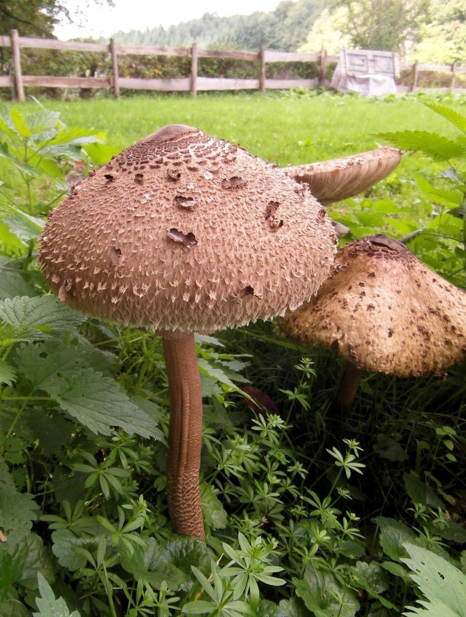 Грибы гиганты