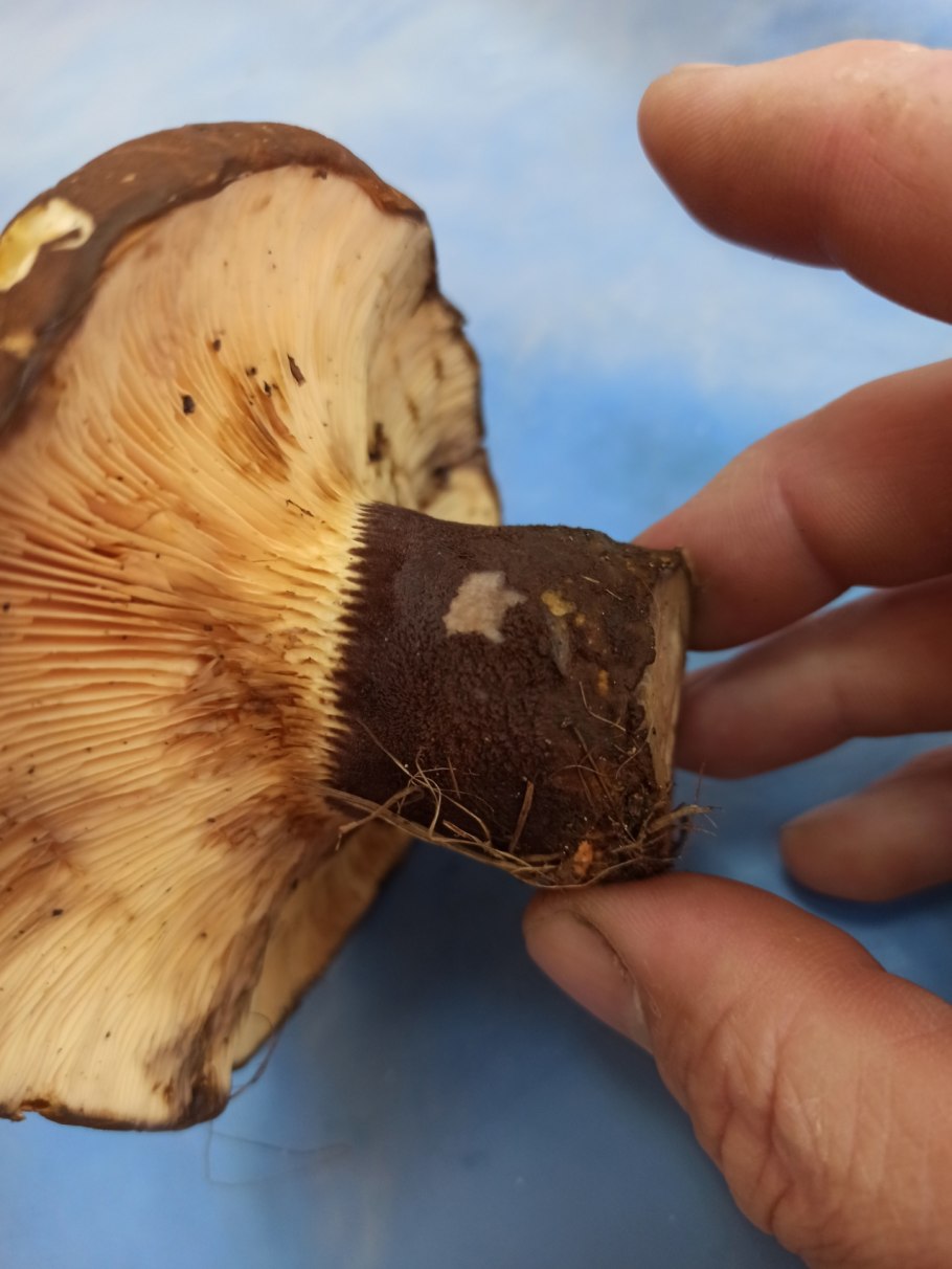 Свинушка тапинелла