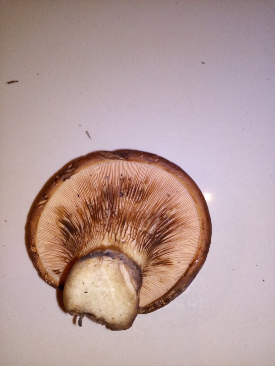 Коричневые грибы свинушка толстая