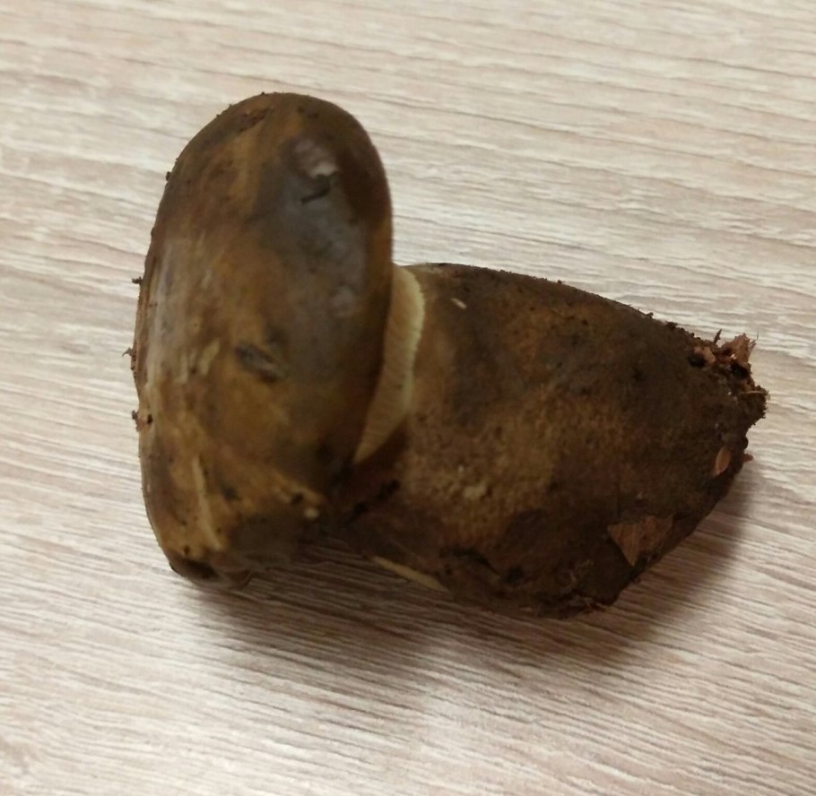 Бархатистая свинушка