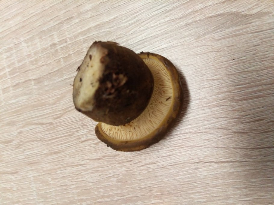 Грибы коричневые пластинчатые свинушки