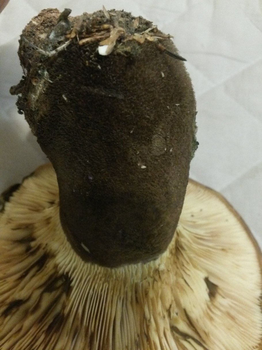 Свинушка с фиолетовой ножкой