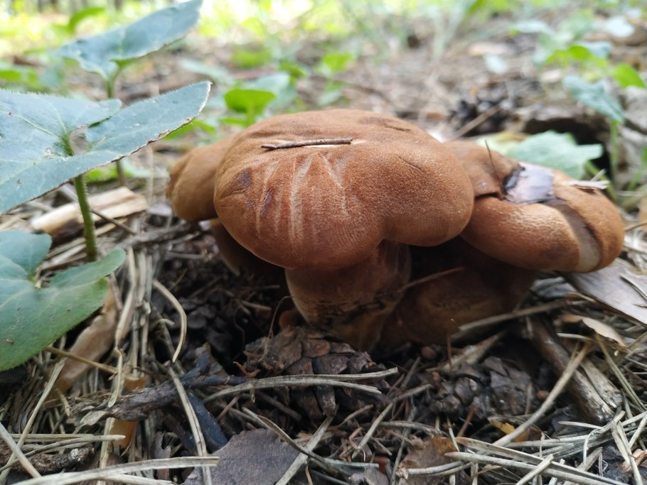 Коричневые грибы свинушка толстая