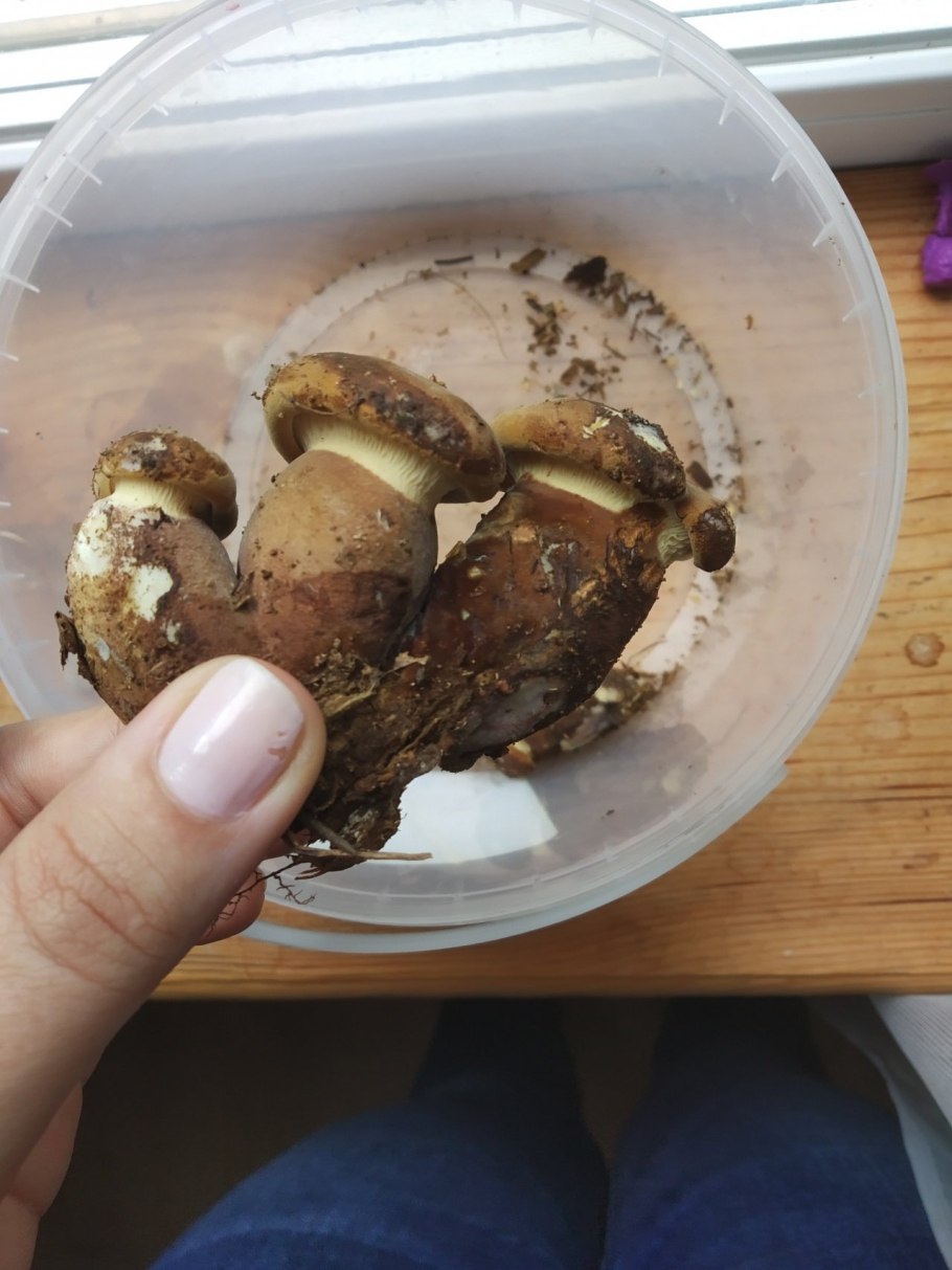 Грибы свинушки и рядовки