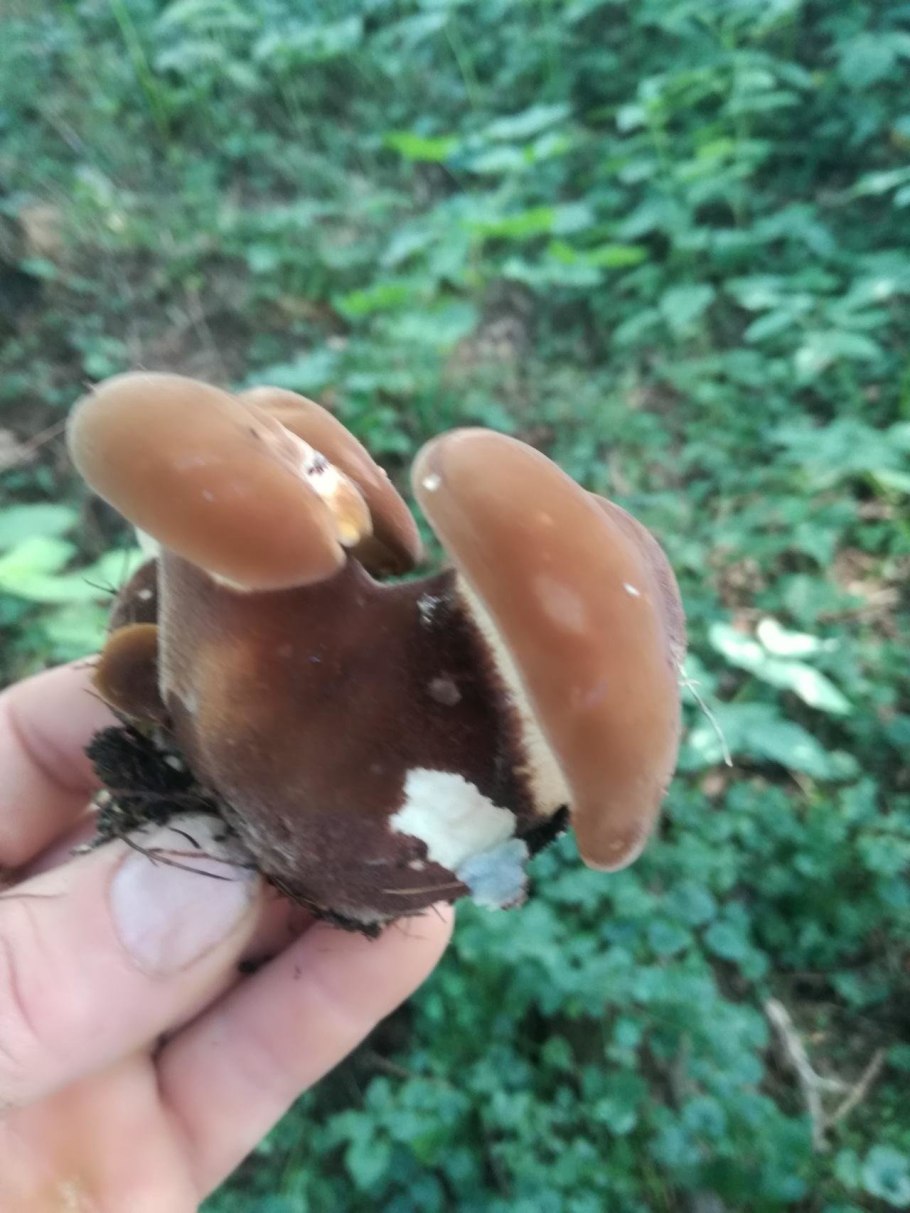 Коричневые грибы свинушка толстая