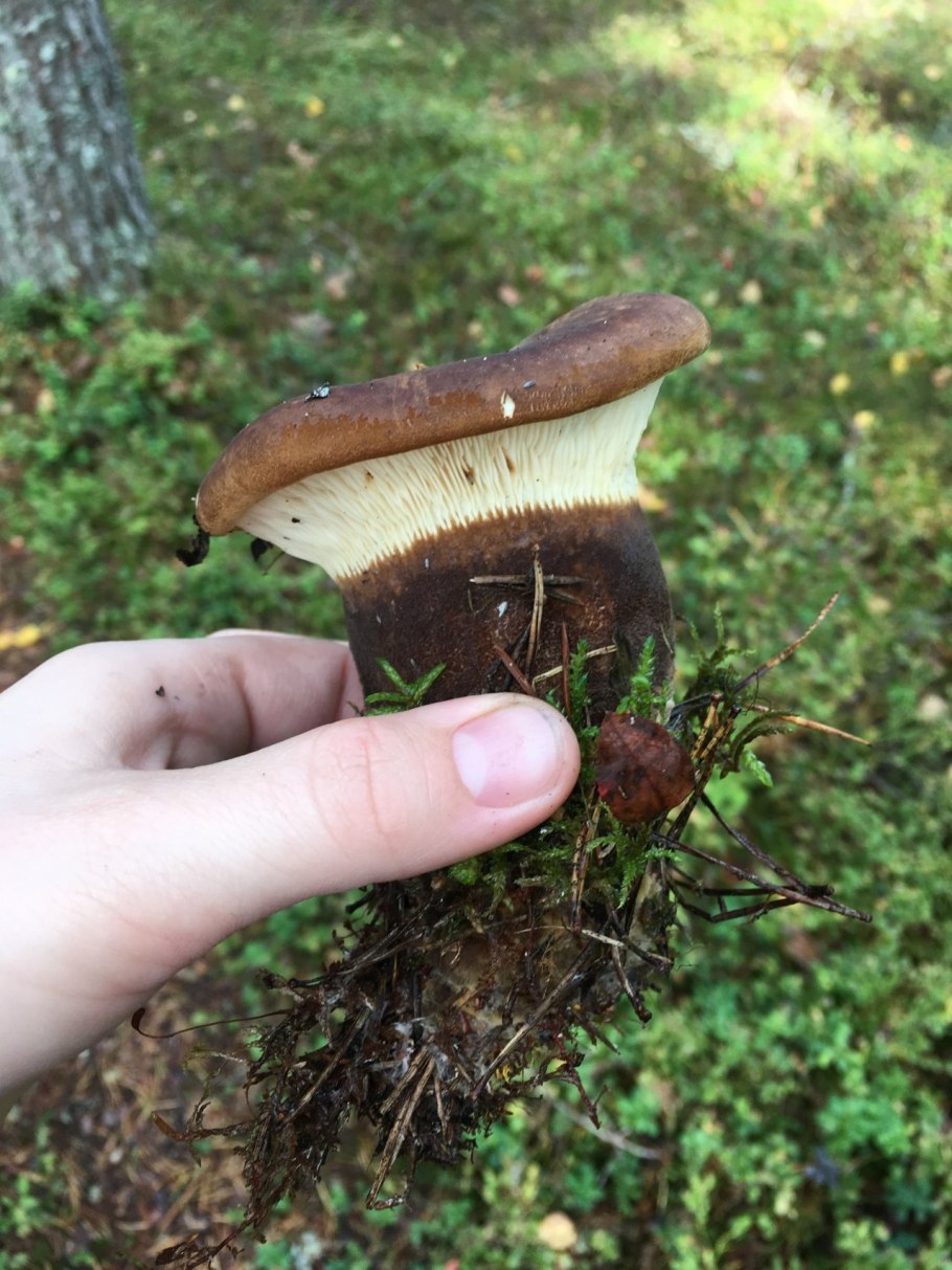 Свинушка уховидная