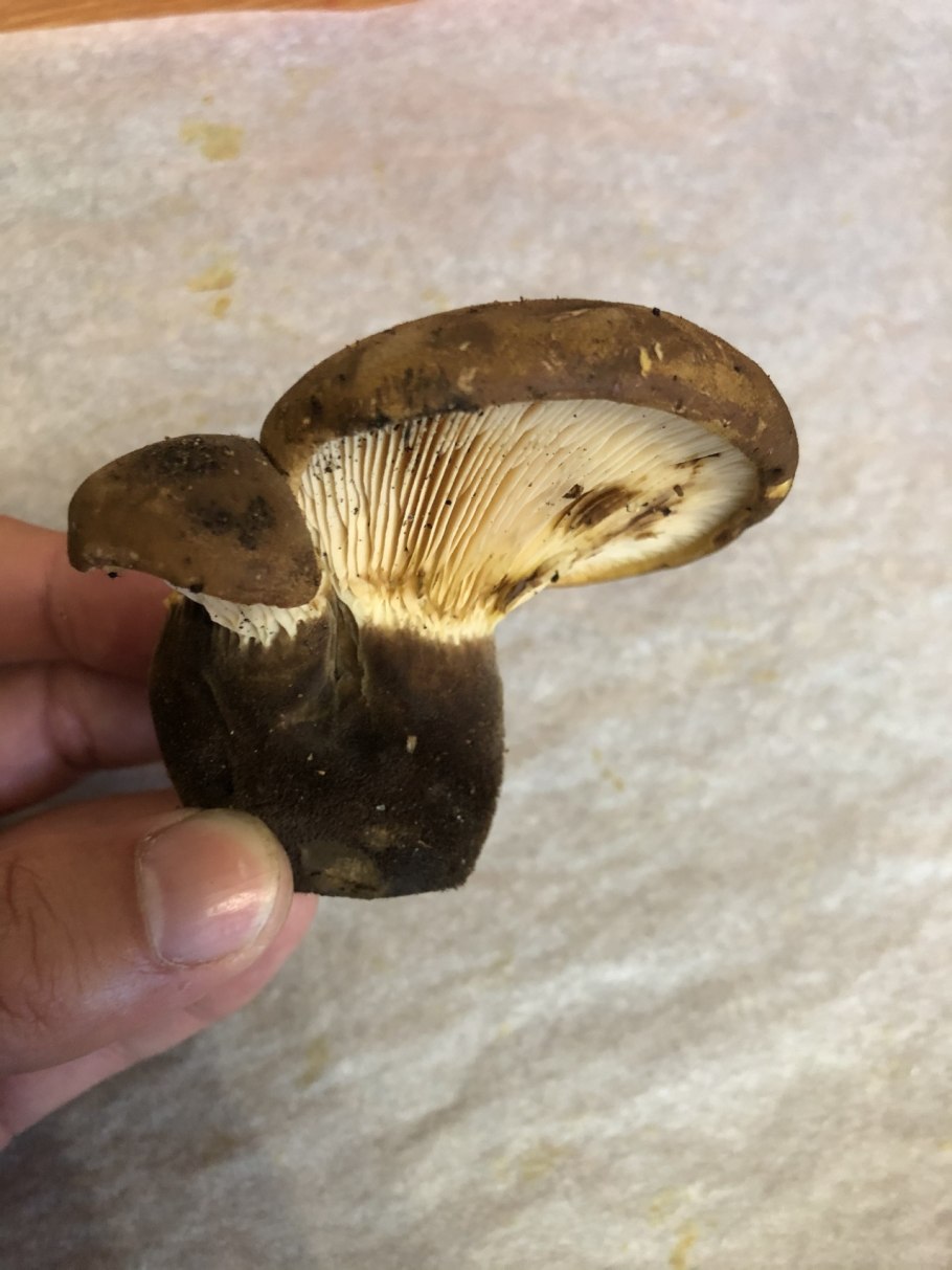 Свинушка бурый гриб