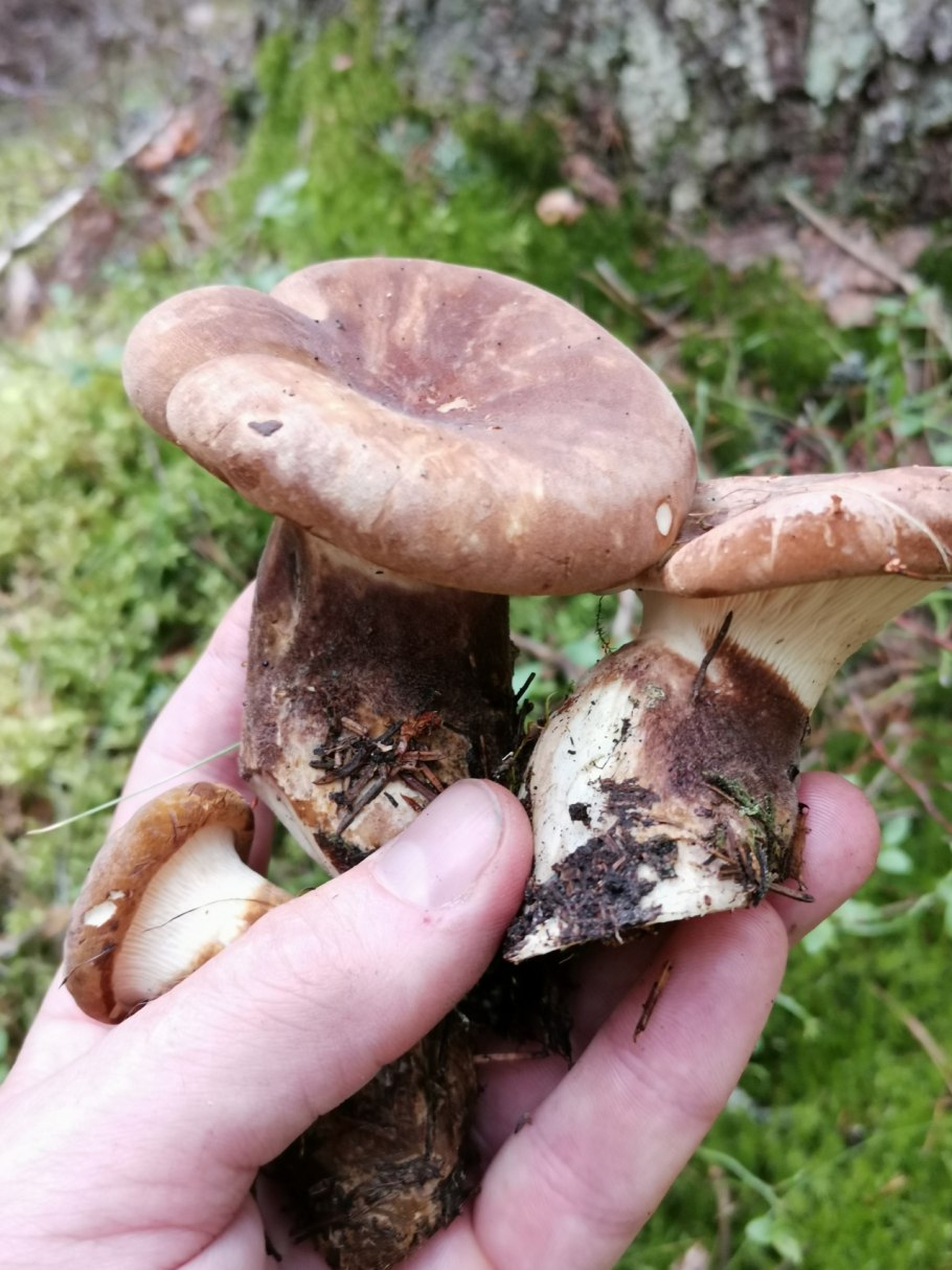 Гриб свинушка толстая