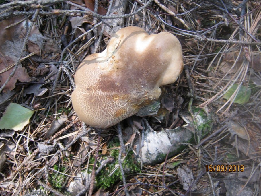 Гриб коровник и свинушка