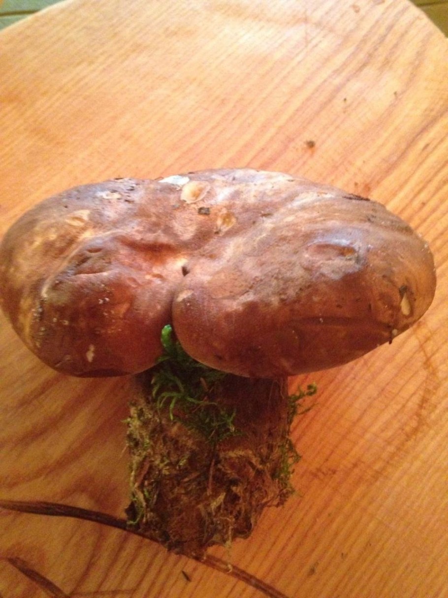 Свинушки на толстой ножке