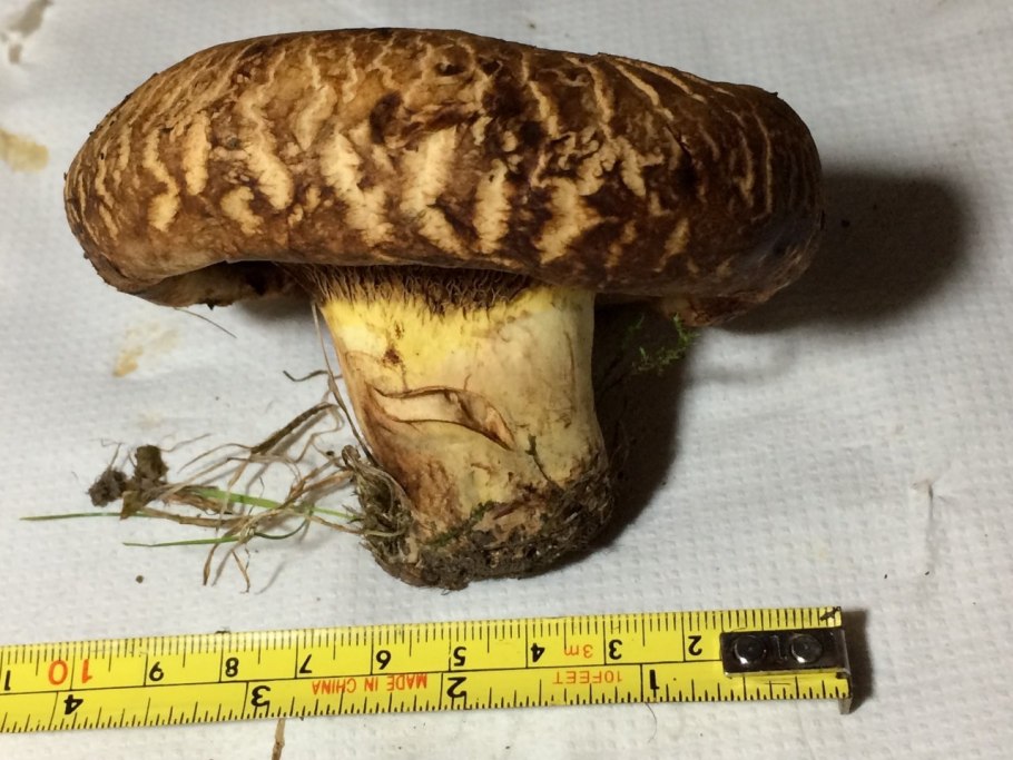 Свинушка гриб срез