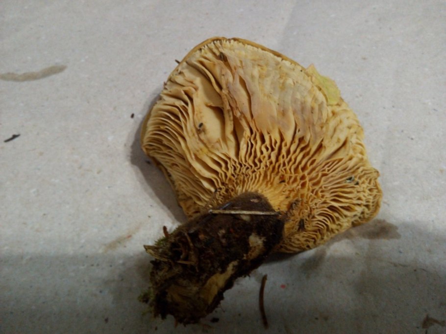 Свинушка тонкая Paxillus involutus