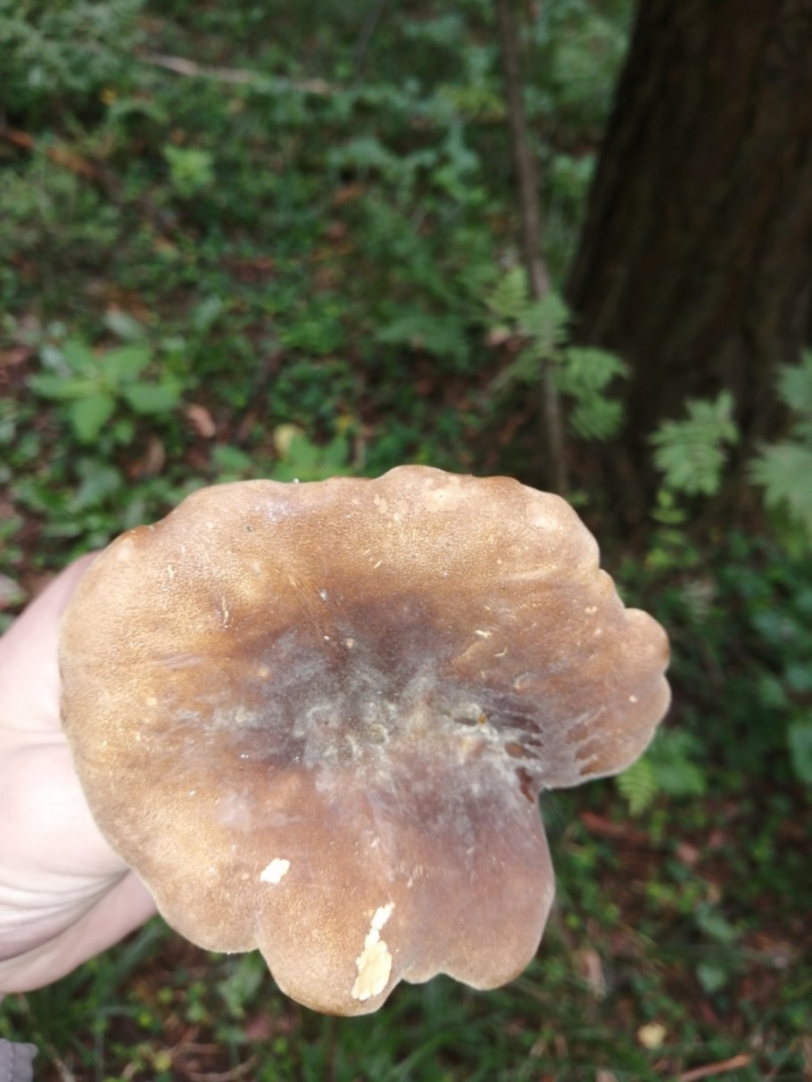 Гриб свинушка толстая