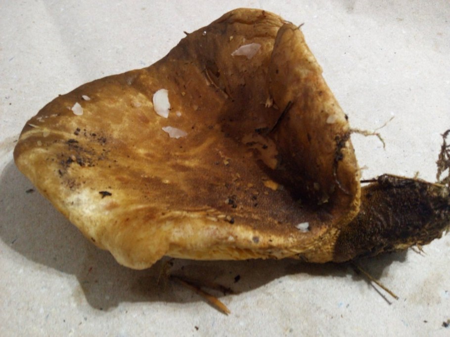 Бархатистая свинушка