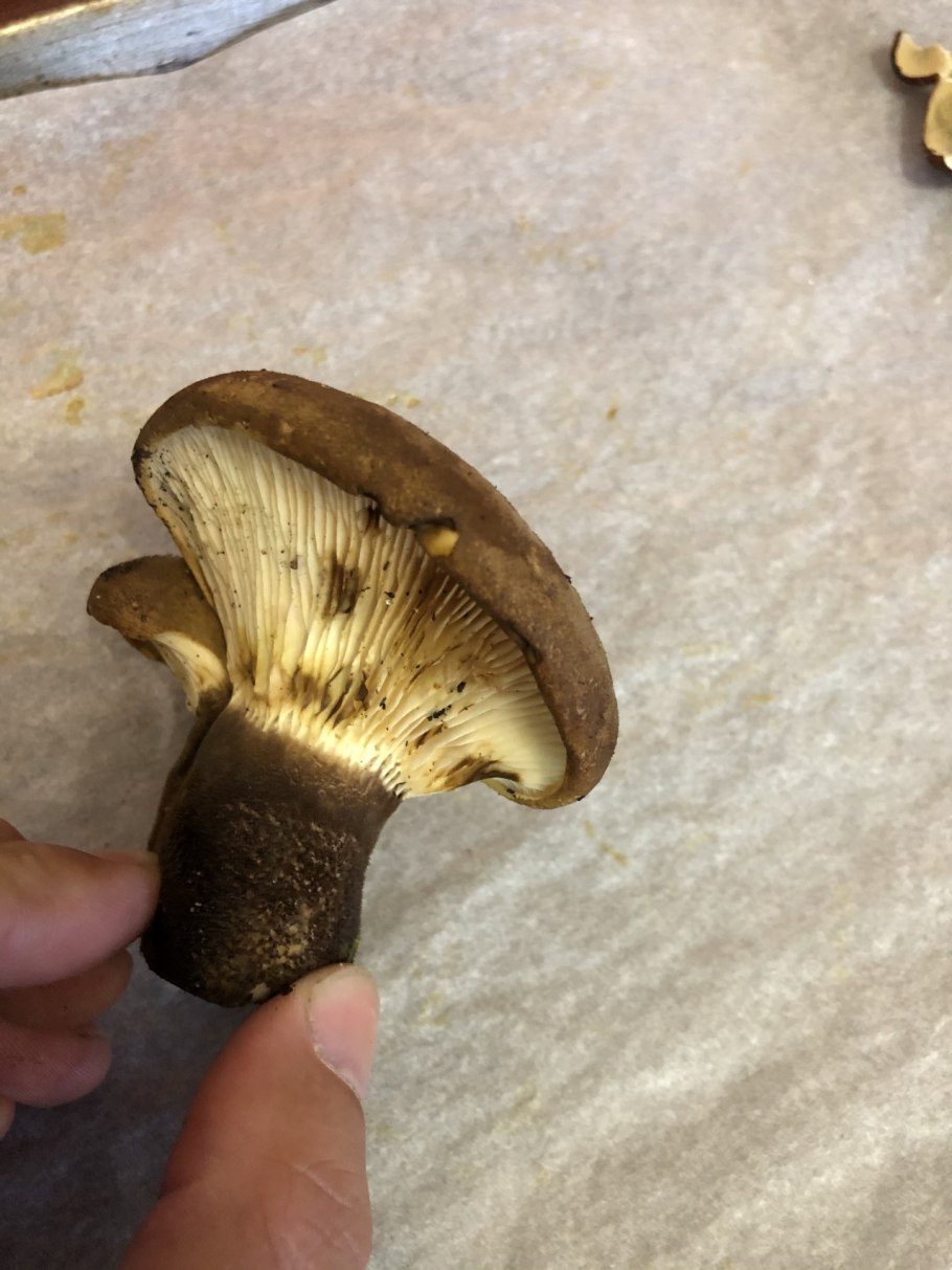 Свинушка тапинелла