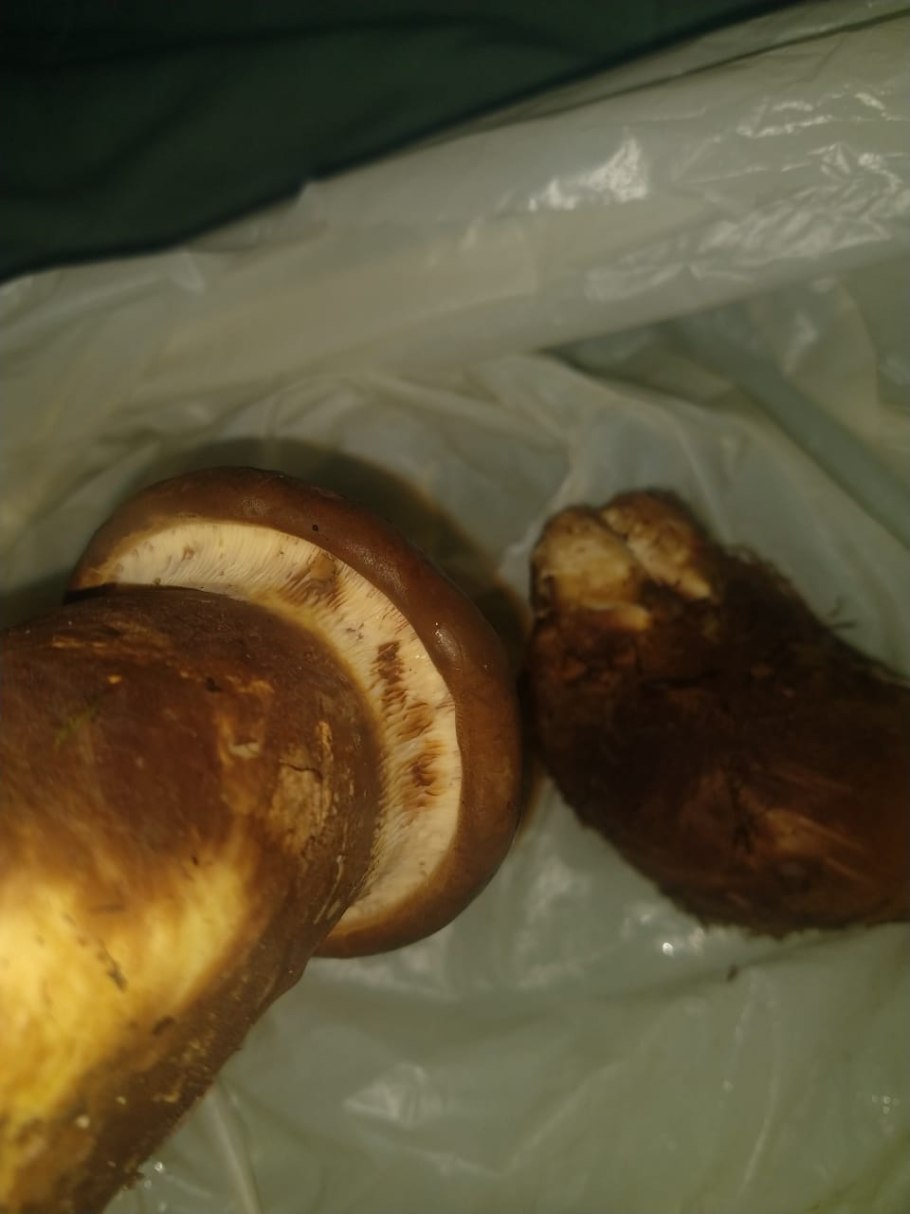 Коричневые грибы свинушка толстая