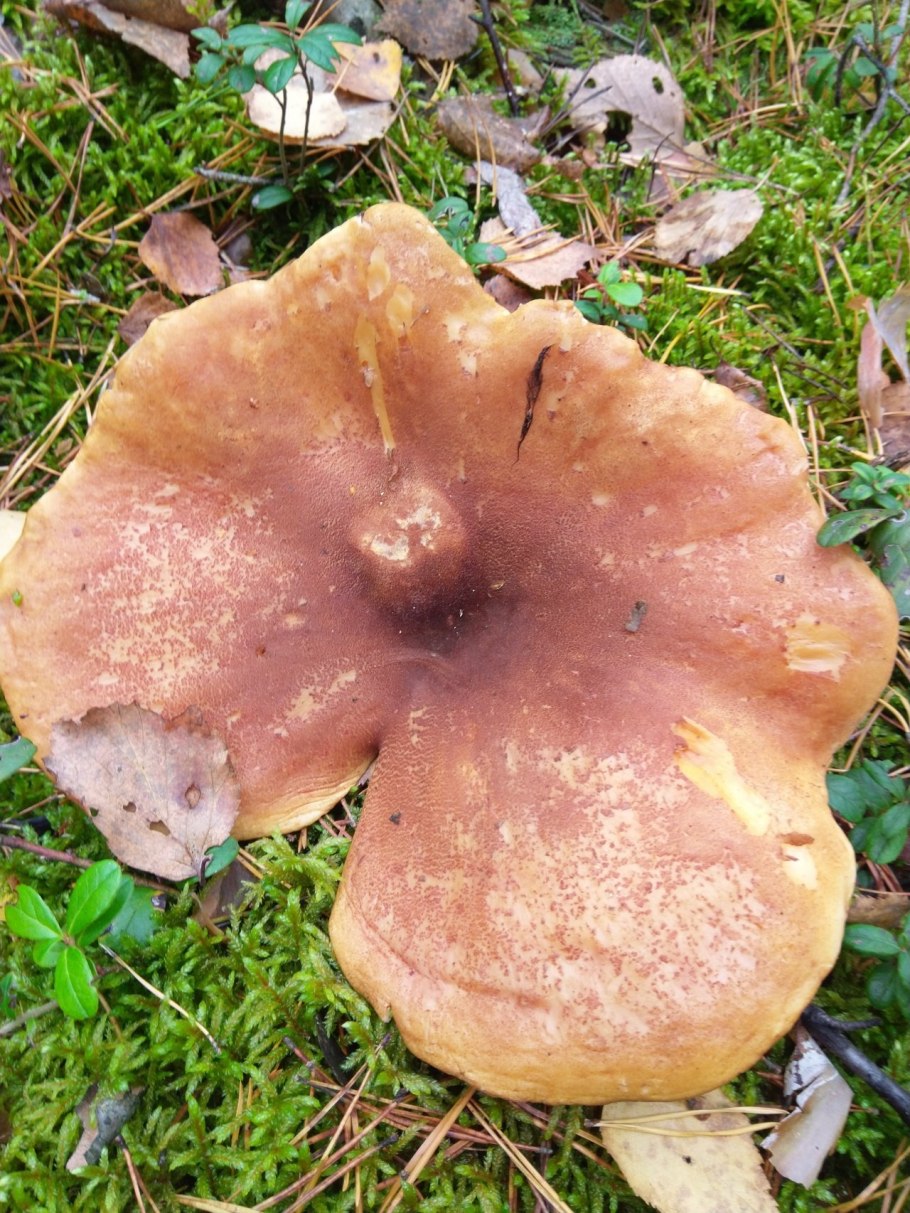 Грибы пластинчатые свинушка тонкая
