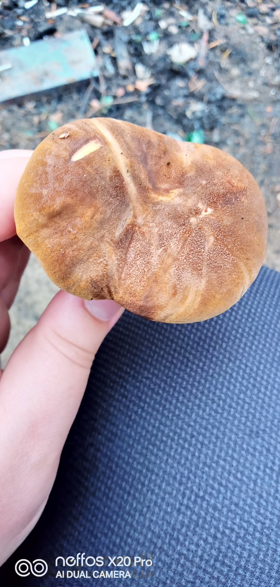 Свинушки только с черной ножкой