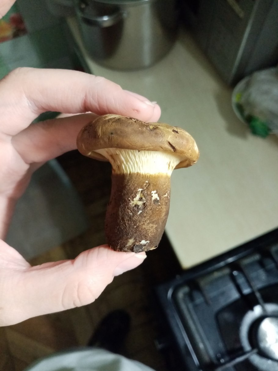 Гриб свинушка толстая